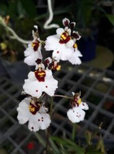 Pianta di orchidea arcobaleno Tolumnia Jairak fioritura Thailandia CITES # 2 + PHYTO certifi