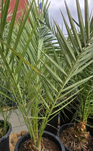 Medjool year old date - 1-,