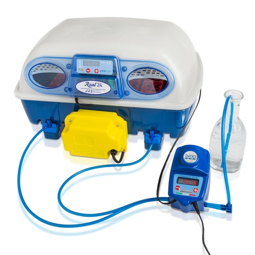 Borotto real expert - borotto,