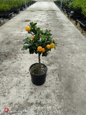 piante di agrumi, Calamondino