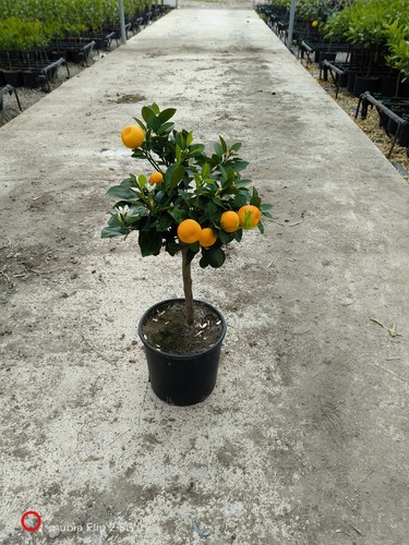 Piante agrumi calamondino - piante, di