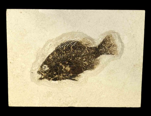 Priscacara liops pesce fossile - priscacara,