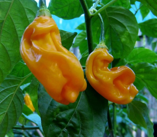 Goronong chili pepper semi - pepper, 5+