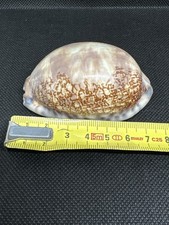 Conchiglia Cyprea Englantina -