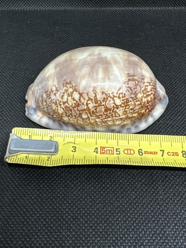 Conchiglia cyprea englantina - conchiglia,