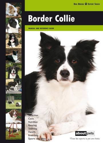 Border collie dog breed - dog,