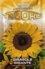 10 Semi/Seeds GIRASOLE GIGANTE