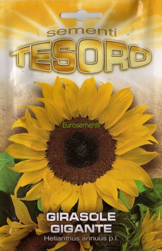 Semi seeds girasole gigante - semi/seeds,