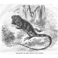 L'IGUANA o Grande Lucertola