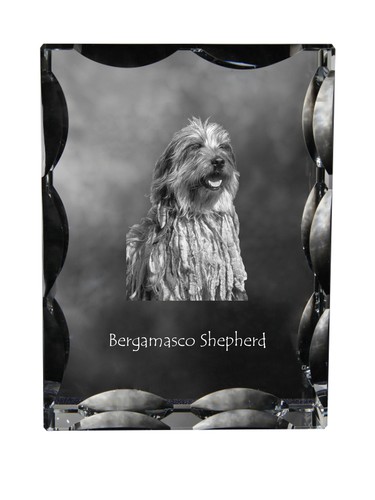 Cane pastore bergamasco - da,