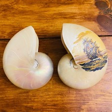 Coppia Conchiglie Nautilus