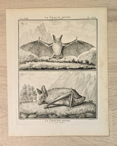 Buffon 1767 pipistrello
