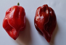 Habanero Purple Polvere