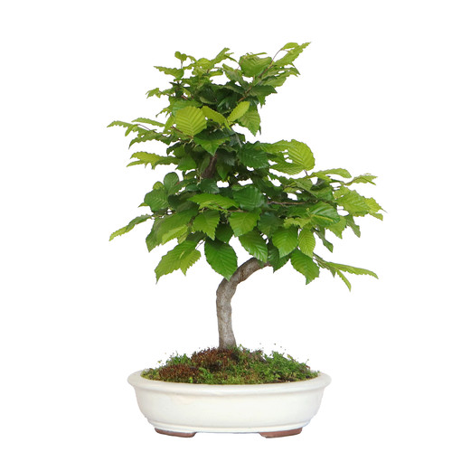 Kentis bonsai carpino - di,