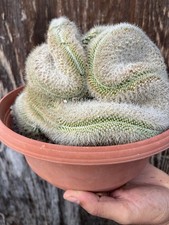 Mammillaria Spinossisima Crestata/ Old Plant/collection Plant/ Wild Plant