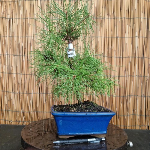 Bonsai pino mugo 40cm - di,