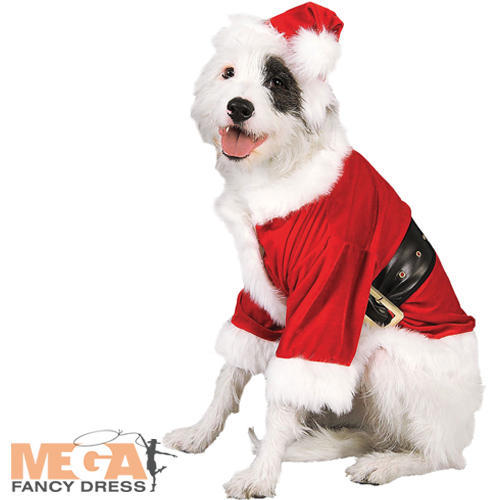 Costume babbo natale - natale, cane