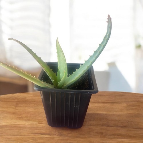Pianta aloe vera - , in