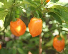 20 SEMI DI PEPERONCINO