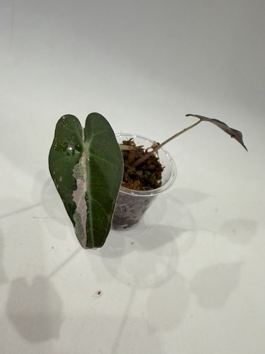 Alocasia amazonica pink