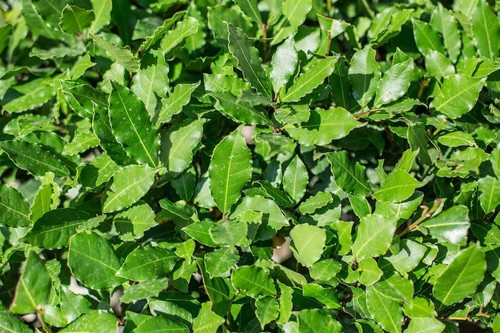 Alloro vaso - alloro, nobilis)