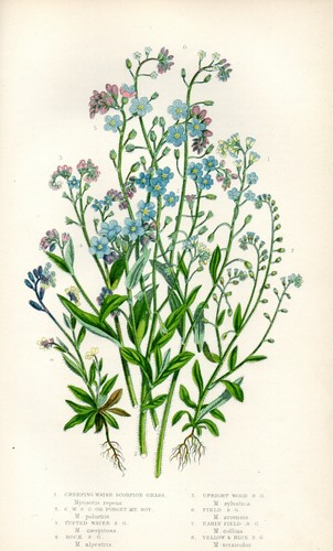 Stampa botanica antica - stampa,