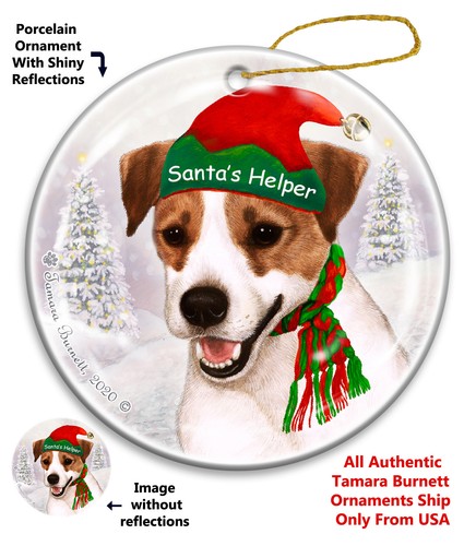 Jack russell terrier - terrier, di
