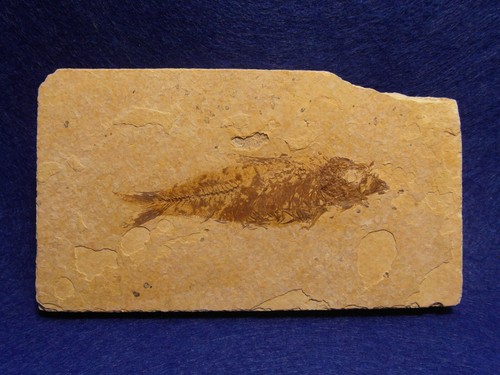 Pesce fossile knightia - pesce,