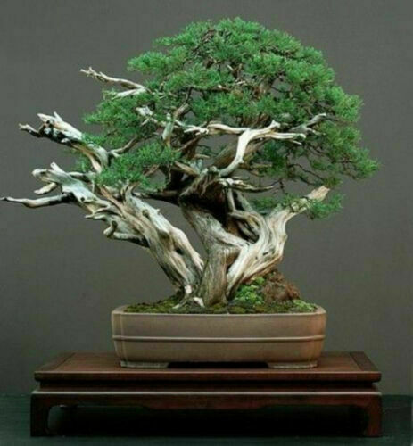 Juniperus chinensis ginepro - chinensis,