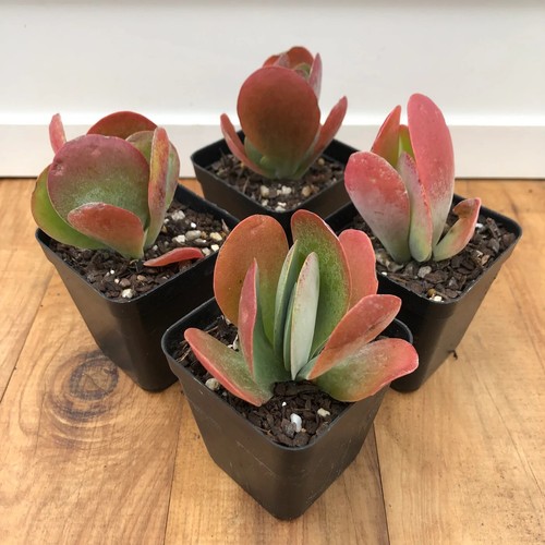 Kalanchoe thyrsiflora - kalanchoe,