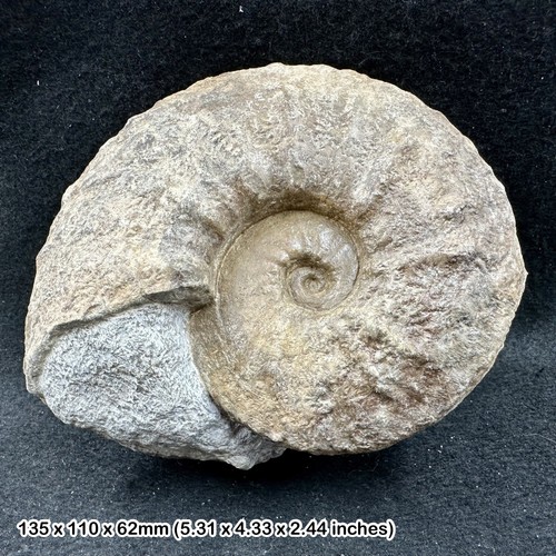 Rare taramelliceras - rare,