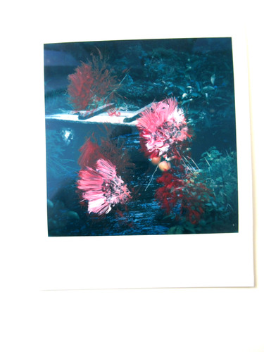 Araki polaroid originale - n.,