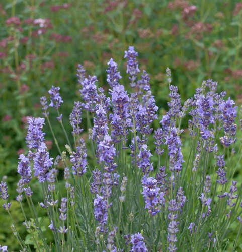 Vera lavanda fenomenale - ,