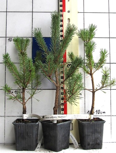 Pinus sylvestris martham - "martham",