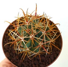 Ferocactus chrysacanthus