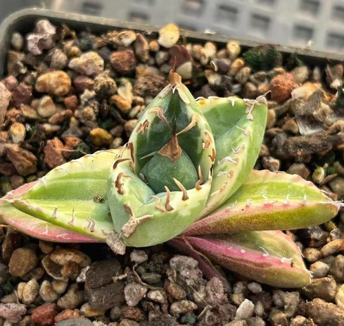Rare cacti plant agave - cacti,