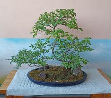 Pregiato Prebonsai Ligustro (Ligustrum) coltivato su roccia età circa 15 anni