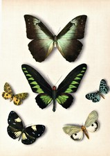 stampe antiche originali botanica farfalle crameri brookiana pardalis decipiens