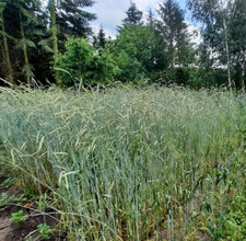 Segale segale segale perenne