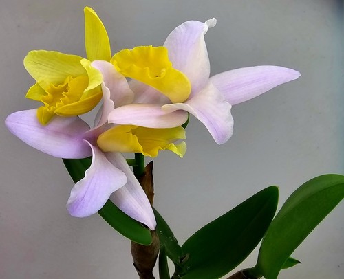Orchidea cattleya fioritura - cattleya, a