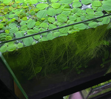 Pistia Stratiotes, Cavolo del