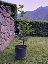 pianta di alloro 80 CM in vaso 25 cm pronta per essere piantata