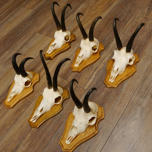 Antlers camosci gamsen - camosci, 6