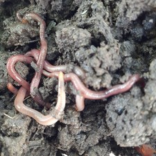 Lombrichi Rossi Californiani