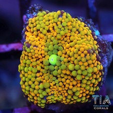 Rainbow Ricordea Florida I NOT