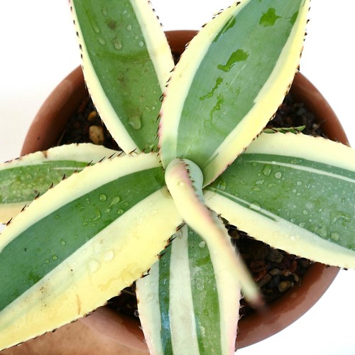 Agave guiengola creme - agave, cv