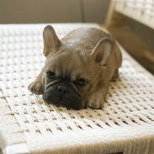 SoReal Bulldog Francese