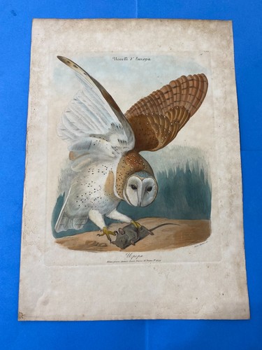 Vecchia stampa uccelli - vecchia, di