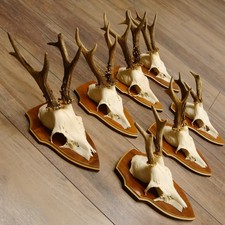 Corna Di Capriolo 7 Pezzi