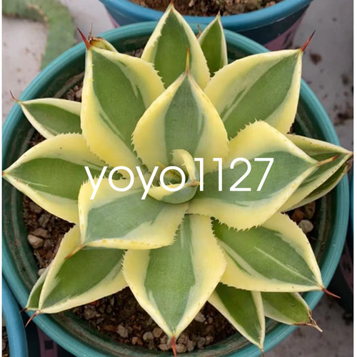 Rarepiante succulente agave - rarepiante,